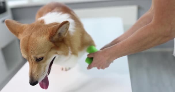 Welsh Corgi Hund Mit Gebrochenem Bein Tierklinik Medizinische Versorgung Von — Stockvideo