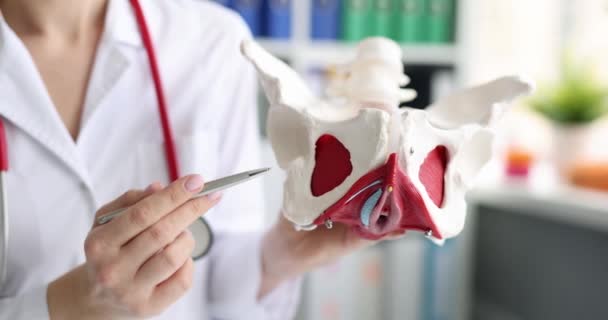 医師は骨盤骨のモデルを保持しています 慢性骨盤痛の概念の効果的な治療 — ストック動画