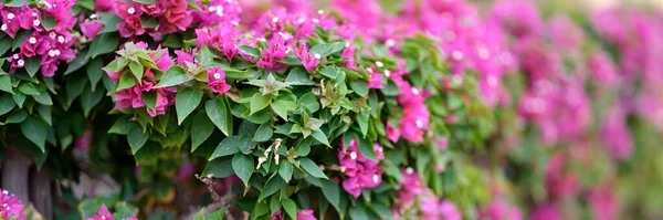Wall Flowering Tropical Plants Pink Bougainvillea Flowers Garden — Stockfoto