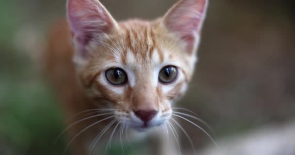 Retrato Gato Jengibre Sin Hogar Serio Concepto Mascotas — Vídeo de stock