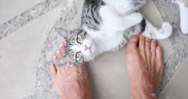 Pojem Péče Domácí Zvířata Bez Domova Detailní Záběr Pouliční Kočka — Stock video