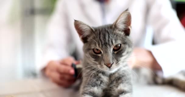 Veterinário Examina Animal Estimação Com Estetoscópio Clínica Veterinária Batimento Cardíaco — Vídeo de Stock