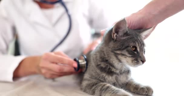 Mulher Veterinária Com Estetoscópio Examinando Gato Consultório Médico Veterinário Cuidados — Vídeo de Stock