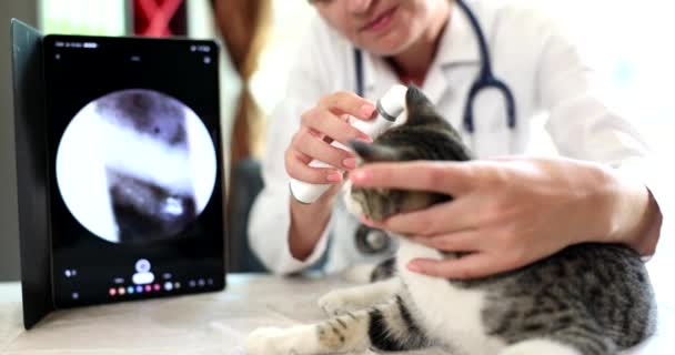 Ветеринар Проверяет Кошачьи Уши Цифровым Отоскопом Ветеринарной Клинике Проблемы Ухом — стоковое видео