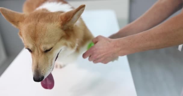 Ligaduras Veterinárias Pata Dolorida Cão Deslocamento Entorse Conceito Patas Cão — Vídeo de Stock