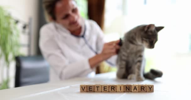 兽医在木制立方体上的铭文 女兽医医生检查小猫 慢动作 — 图库视频影像