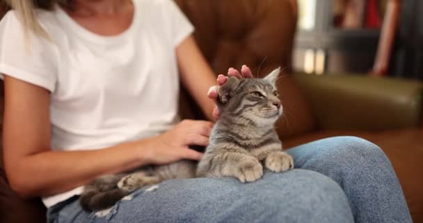 女人在家里沙发上摸着一只灰色的小猫 放松与宠物的交流 慢动作 — 图库视频影像