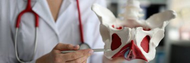 Doktor jinekoloğun yakın çekimi kaslı kadın pelvis organlarının modelini gösteriyor. Kadın sağlığı, hamilelik planlaması ve patoloji