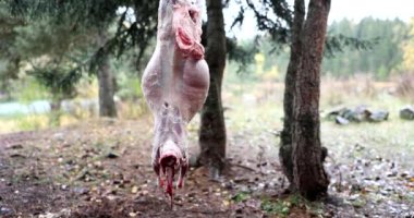 4K filminde ağaçta asılı duran derisiz tavşan leşi. Hobi avı konsepti