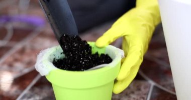 Kadın bahçıvanın elleri, bitki nakli ve çiçek saksısına Groot döker. Çiçekçilik ve bahçe işleri.