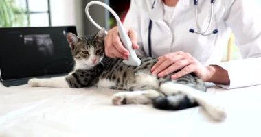 Kadın veteriner kediyi klinikte ultrason kullanarak muayene ediyor. Evcil hayvan muayenesi, veterinerlik ve hayvan bakımı.