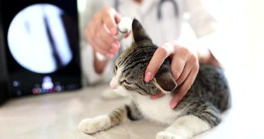 Veteriner, otoskopla veteriner kliniğinde kedi kulağına bakıyor. Hayvanlarda hastalık ve kulak hastalıkları