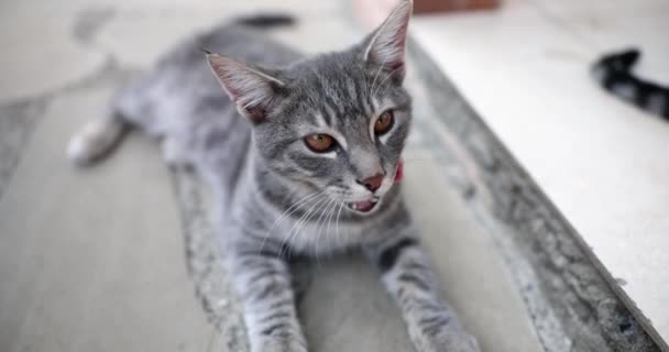 Сірий Кіт Лежить Порозі Будинку Домашній Красивий Кіт — стокове відео
