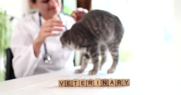 Kočku Vyšetřuje Veterinární Lékař Veterinární Klinice Veterinární Služby — Stock video
