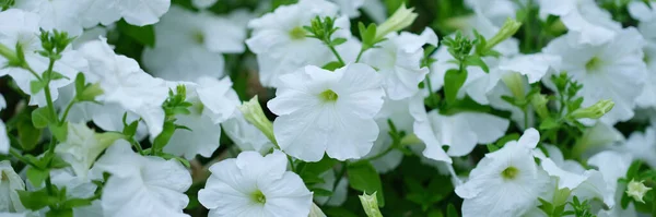 stock image White petunia flowers growing in garden closeup background. Design landscape concept