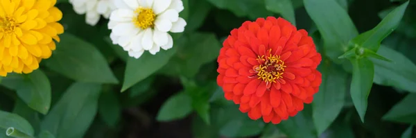 Πολλά Πολύχρωμα Λουλούδια Gerbera Αυξάνεται Στον Κήπο Floristry Έννοια Εξωτερικό — Φωτογραφία Αρχείου