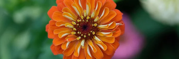 Λαμπερό Πορτοκαλί Λουλούδι Ζέρμπερα Μεγαλώνει Κοντινό Κήπο Όμορφη Έννοια Της — Φωτογραφία Αρχείου