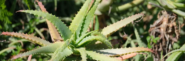 Aloe Vera Planta Que Crece Fondo Primer Plano Del Jardín —  Fotos de Stock