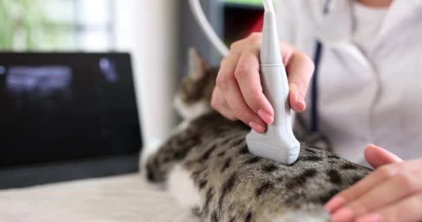 Eterinarián Provedl Ultrazvukové Vyšetření Kočky Lékařské Vyšetření Vnitřních Orgánů Zvířat — Stock video