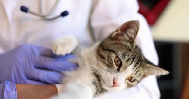 Kvinnlig Veterinär Håller Katt Armar Veterinärkliniken Sjukförsäkring Och Undersökning Djur — Stockvideo