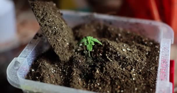Jardinero Vertiendo Tierra Maceta Con Brote Planta Primer Plano Película — Vídeos de Stock