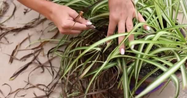 手は葉緑素の花の葉の枯れた先端を除去します 植物園の病気病気や日焼けの検出と治療 — ストック動画