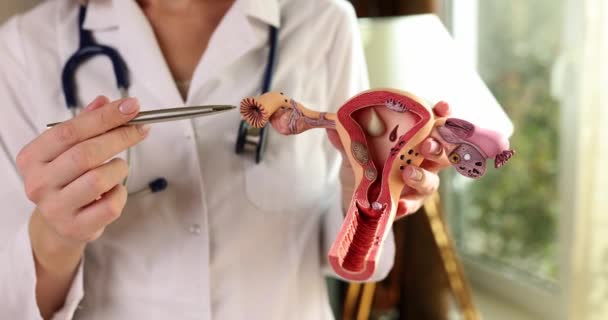 婦人科医は 診療所の閉鎖に卵巣を持つ子宮の解剖学を保持しています 女性生殖器系の医学的検討 — ストック動画