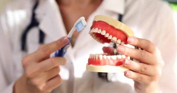 Руки Стоматолога Показывают Искусственной Челюсти Правило Чистки Зубов Зубной Щеткой — стоковое видео