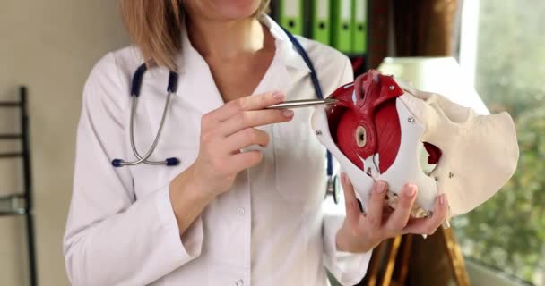 Nőgyógyász Női Medence Helyét Mutatja Izomzattal Medenceizomműködési Zavar Krónikus Medencefájdalom — Stock videók