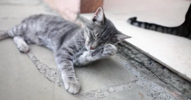 Kapalı gri kedi eşikte uzanmış pençelerini yalıyor. Ev hayvanı