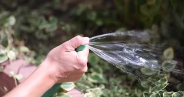 Elleri kauçuk su hortumunu tutuyor ve parmaklarının yardımıyla lastik su hortumunun ucunu kapatıyor ve su sıçrıyor. Bahçeyi ve sebze bahçesini sularken