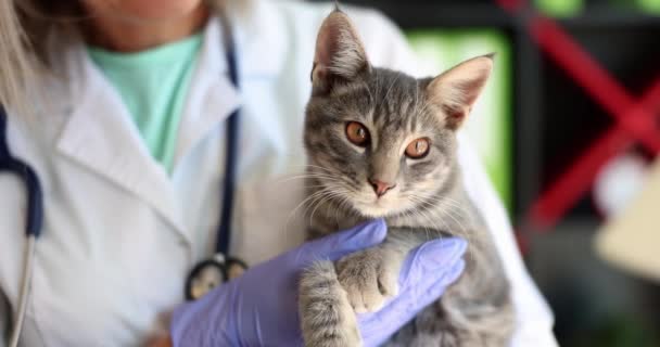 수의사가 고양이를 수의사 병원에 입원시키고 있습니다 동물의 치료와 — 비디오