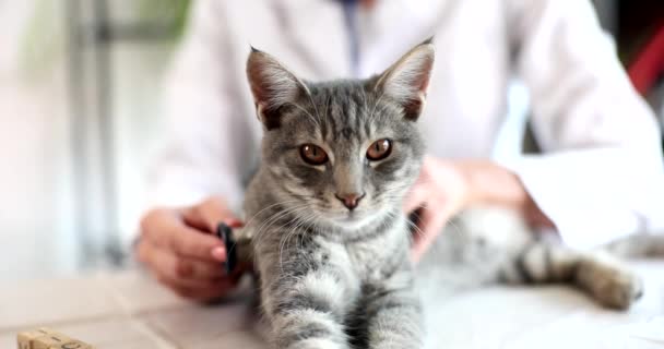 兽医在诊所用听诊器检查猫 动物诊断实验室服务 — 图库视频影像