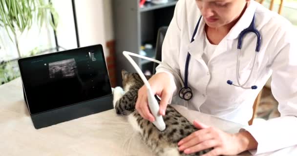Ветеринар Проводит Ультразвуковое Обследование Крупным Планом Кошки — стоковое видео