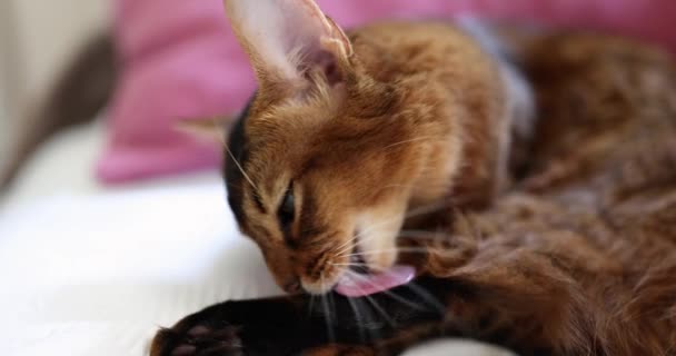 Closeup Gato Laranja Lambe Mãos Com Língua Felina Gatos Vermelhos — Vídeo de Stock