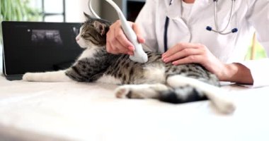 Veterinerlerin masasında benekli bir kedi, yakın plan. Doktor ultrason kedi yavrusu yapıyor.