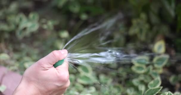 Eine Person Wässert Den Rasen Aus Einem Schlauch Die Hände — Stockvideo