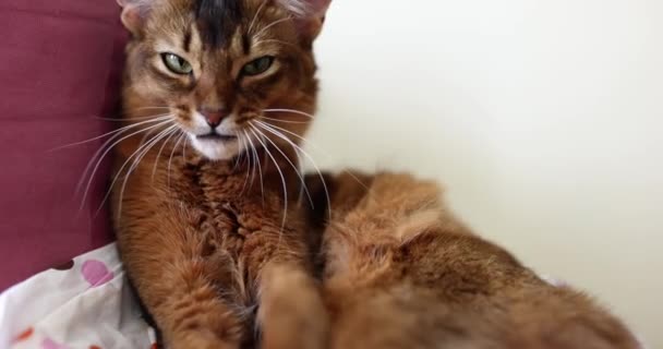 Plnokrevná Hnědá Kočka Vyplavená Detailní Záběr Krásné Domácí Mazlíček Zdravé — Stock video
