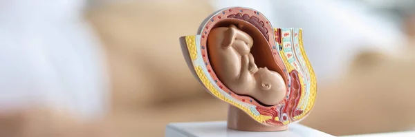 Zbliżenie Modelu Embrionu Układ Rozrodczy Kobiet Dziecko Brzuchu Miniatura Edukacyjna — Zdjęcie stockowe