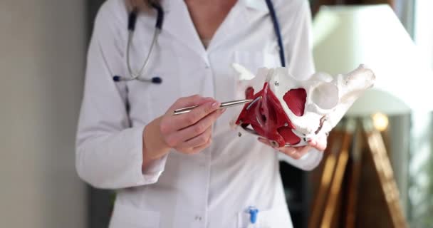 診療所での股関節の婦人科医の解剖 骨盤の骨の原因と治療の痛み — ストック動画