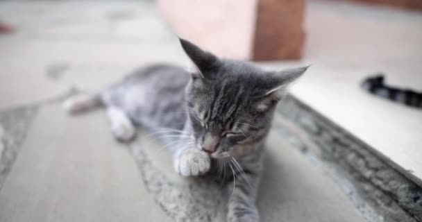 猫通过舔舌头来清洁自己的身体 宠物猫在房子的门阶上 — 图库视频影像