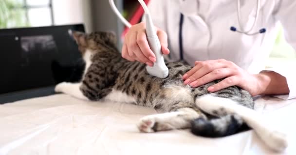 Veterinarian Doctor Conducts Ultrasound Examination Internal Organs Cat Veterinary Clinic — Stock Video