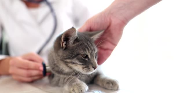 Katt Undersökningsbordet Veterinärkliniken Veterinär Lyssnar Med Stetoskop — Stockvideo