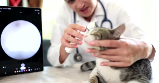 Examinando Orelha Gato Clínica Veterinária Com Otoscópio Digital Problemas Dor — Vídeo de Stock