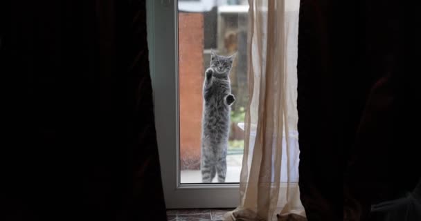 Katt Bakom Stängd Genomskinlig Glasdörr Meows Och Ber Att Komma — Stockvideo