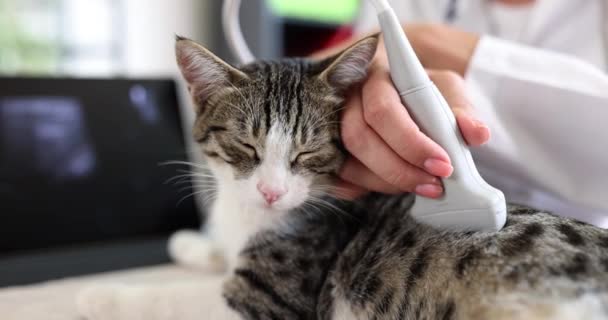 Läkare Veterinär Gör Ultraljudsundersökning Buken Kattungen Klinik Film Slow Motion — Stockvideo