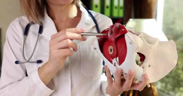 Doktor Kadının Pelvik Zemin Kaslarının Yapısını Insan Yapımı Yakın Çekim — Stok video
