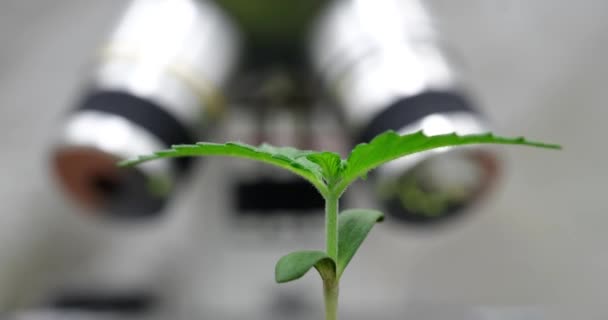 Прорастание Молодого Зеленого Растения Растущего Земли Горшке Фоне Микроскопа Концепция — стоковое видео