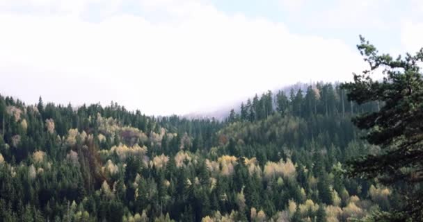 Veduta Delle Colline Coperte Foresta Mista Scura Fitta Foresta Con — Video Stock