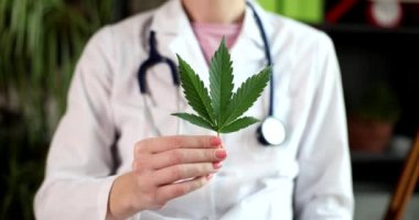 Klinikte elinde yeşil kenevir yaprağı tutan doktor 4K 'lık filmi yavaş çekimde çekti. Yasadışı uyuşturucu tedavisi kavramı